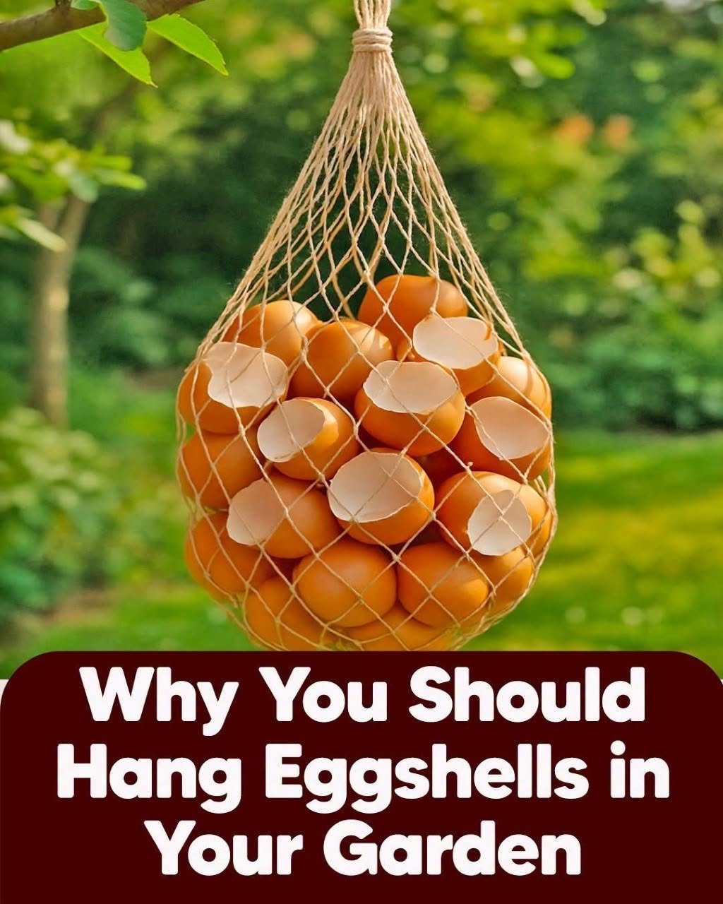 Why You Should Hang Eggshells in Your Garden: A Simple Trick Every Gardener Should Know